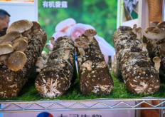 Shiitake substrate logs from Chinese shiitake substrate and fresh shiitake producer Shandong Qihe Biotechnology. Qihe Biotech is a producer of mushroom substrate for shiitake, oyster and king oyster and fresh and dried mushrooms. The company exports frozen shiitake logs to global markets. On the photo Amber Zhang, Blade Liu and Alice Cui.